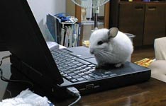�`���ɃJ�L�R�񂶂Ⴈ�[