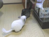 �d�b�ԍ��́H
