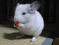 �N�ɂ�����G