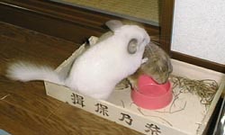 �䂣�����`�����ׂ��I�I
