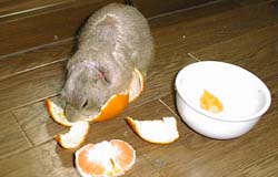 �ʂ͔��ˁ`��