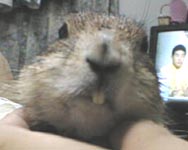 �O�����ɂィ��