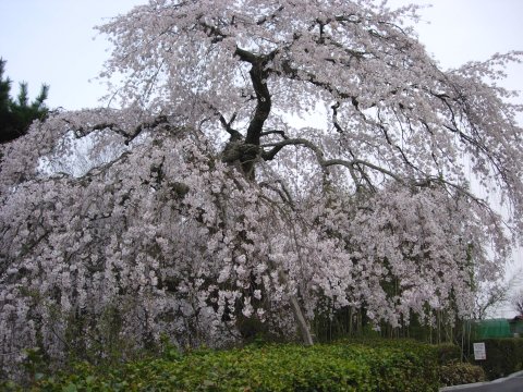 桜その1