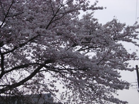 桜その3