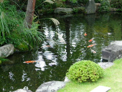 庭の鯉