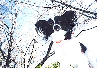 写真「桜の下で」