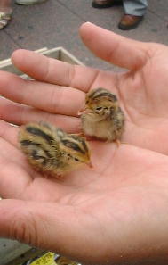 ��̂Ђ�̏�̃q�i�q�i�����1