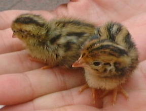 ��̂Ђ�̏�̃q�i�q�i�����E�A�b�v�Q