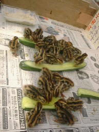 �L���E���ɌQ����q�i�q�i�B1