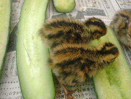 �L���E���ɌQ����q�i�q�i�B2