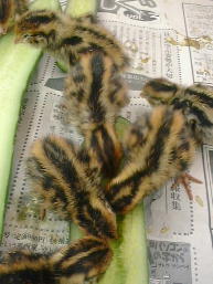 �L���E���ɌQ����q�i�q�i�B3