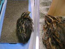 �܂��͂�������