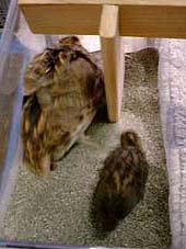 �ꏏ�̍���ɓ���Ă݂�ƁE�E