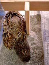 �`�b�`�������ɋ߂Â��Ă����āE�E