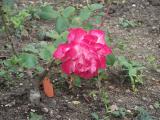 DSCF3515a