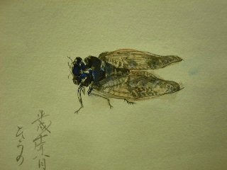 hirano sensei hagaki